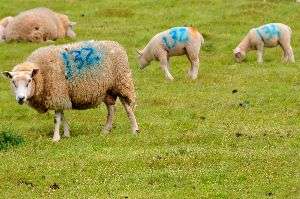 Wembury bay lambs