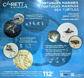 hatching of sea turtles
