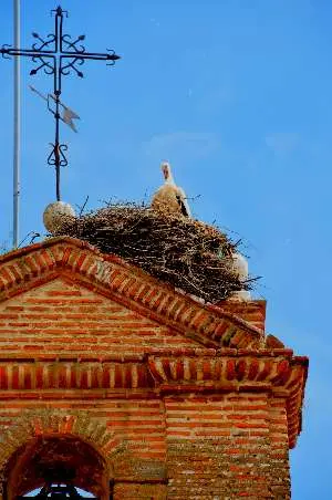 Nesting White Storks of the Tordesillas Spain