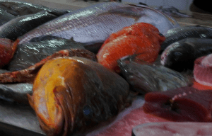 Fish Trogir